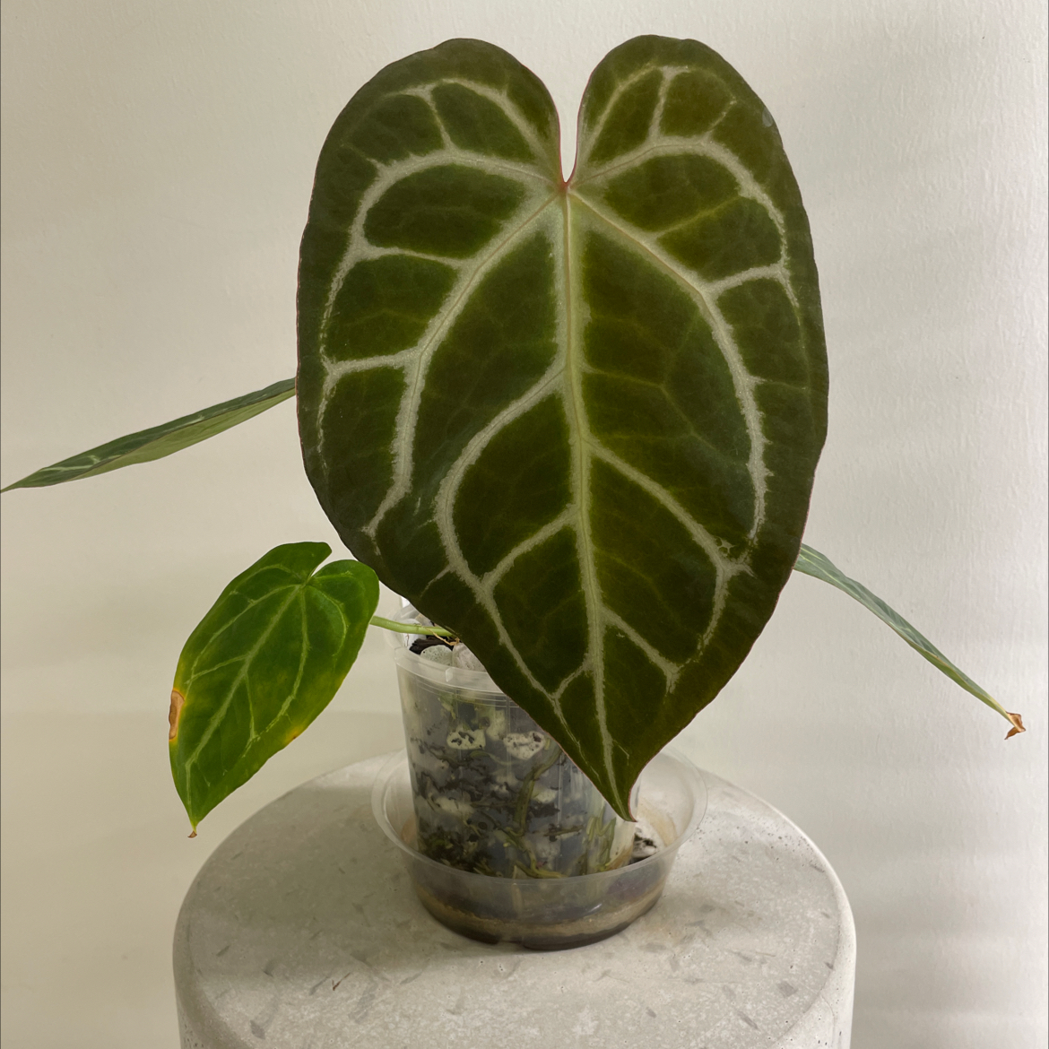 Crystal Anthurium plant with prominent veining and some yellowing on one leaf.