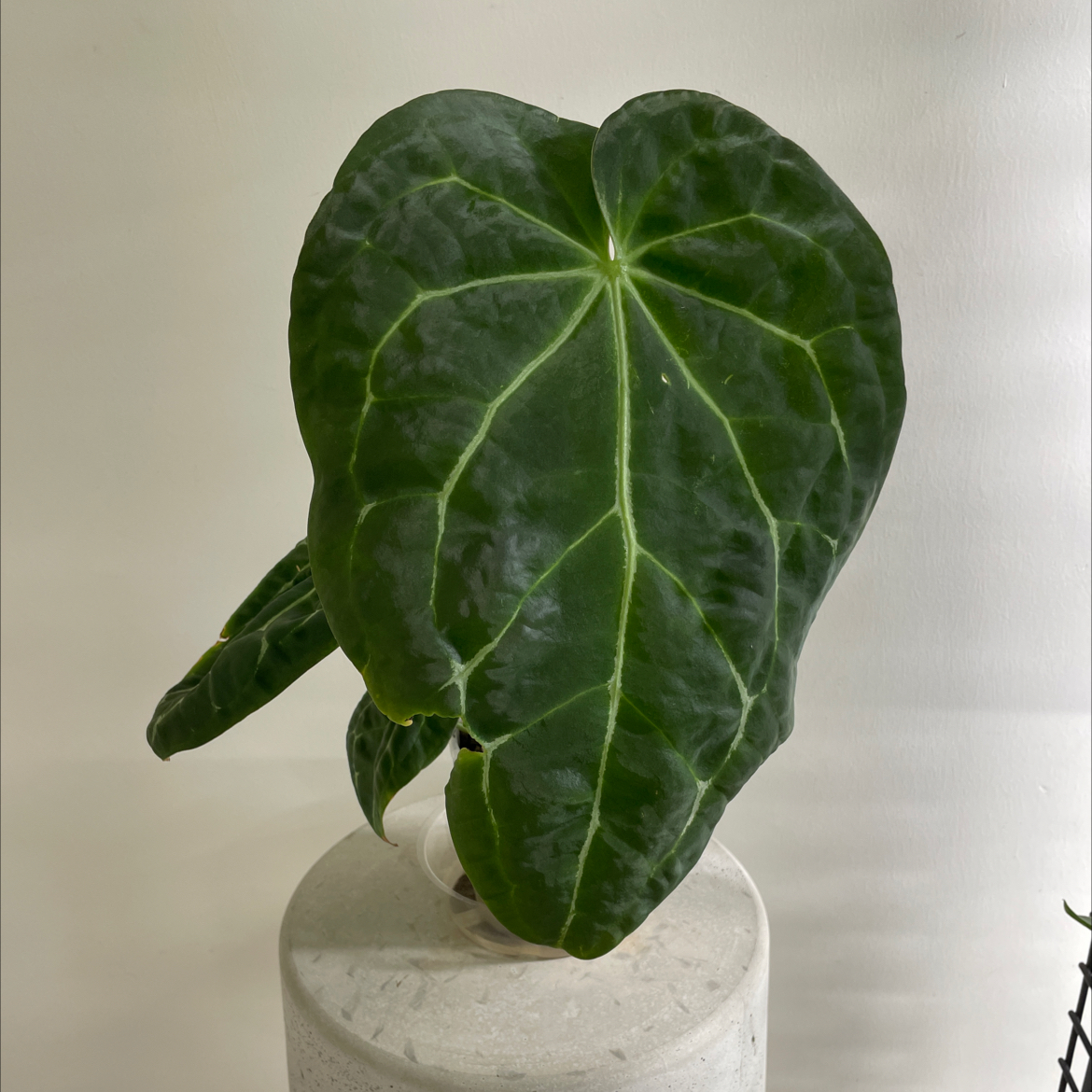 Crystal Anthurium plant with large, dark green leaves and prominent white veins.
