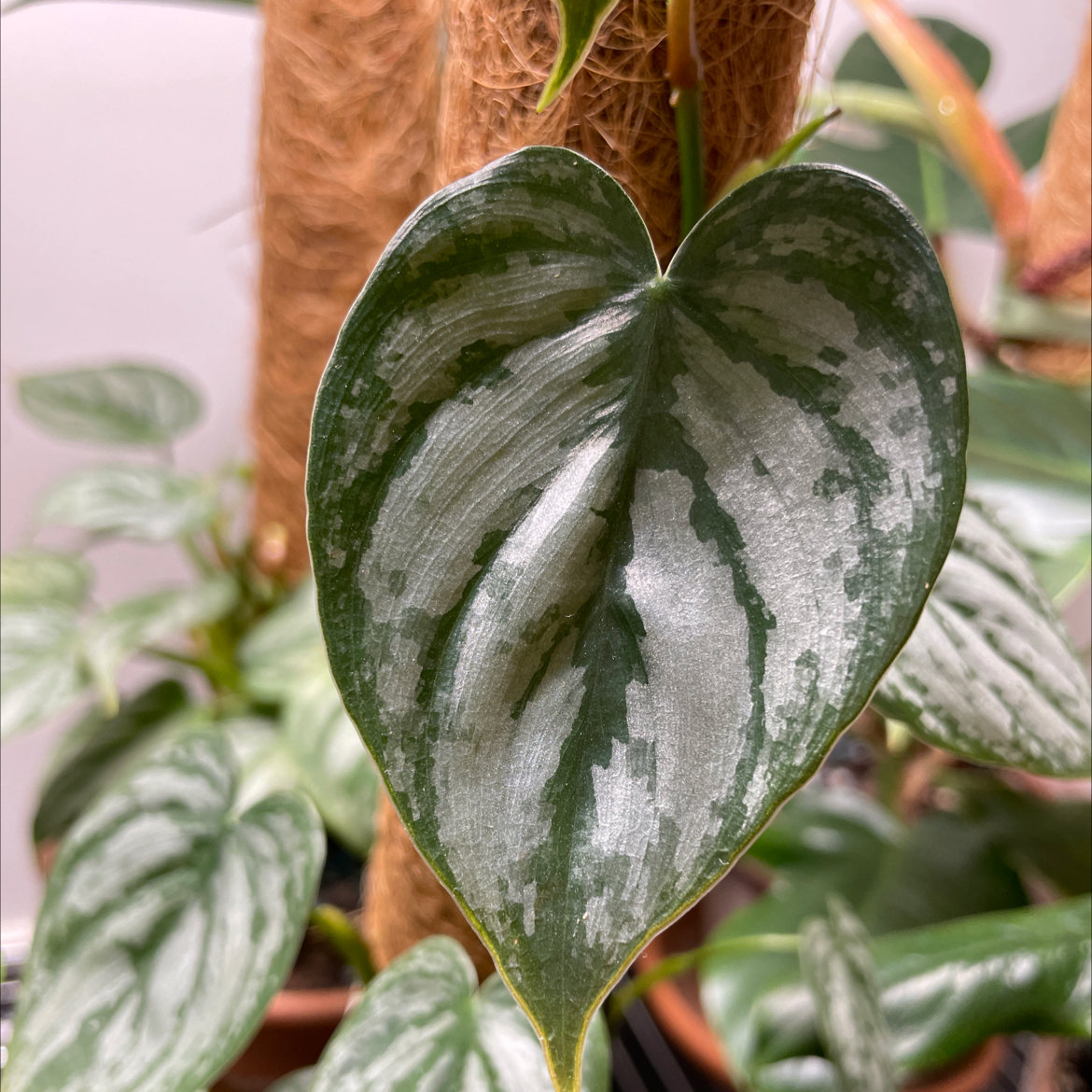 Silver Leaf Philodendron with heart-shaped leaf and silver variegation.