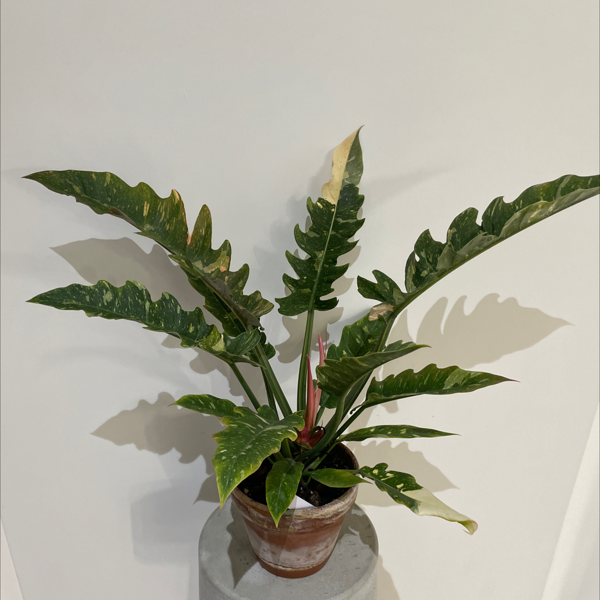 Philodendron 'Ring of Fire' plant in a pot with variegated leaves, some yellowing visible.