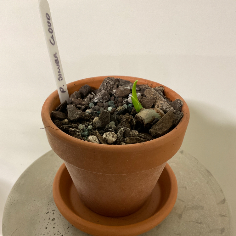 Philodendron 'Silver Cloud' plant in a terracotta pot with a label, showing early growth.