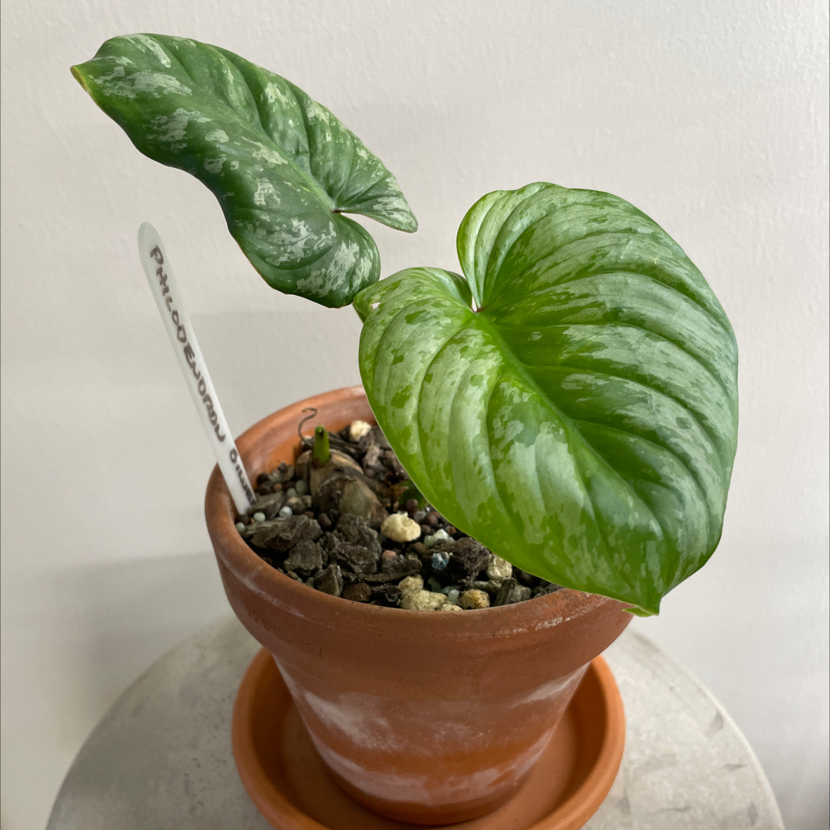 Philodendron 'Silver Cloud' plant in a terracotta pot with two large, healthy leaves.