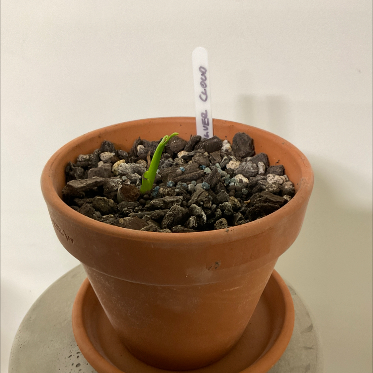 Philodendron 'Silver Cloud' plant in a terracotta pot with a single green shoot emerging from the soil.
