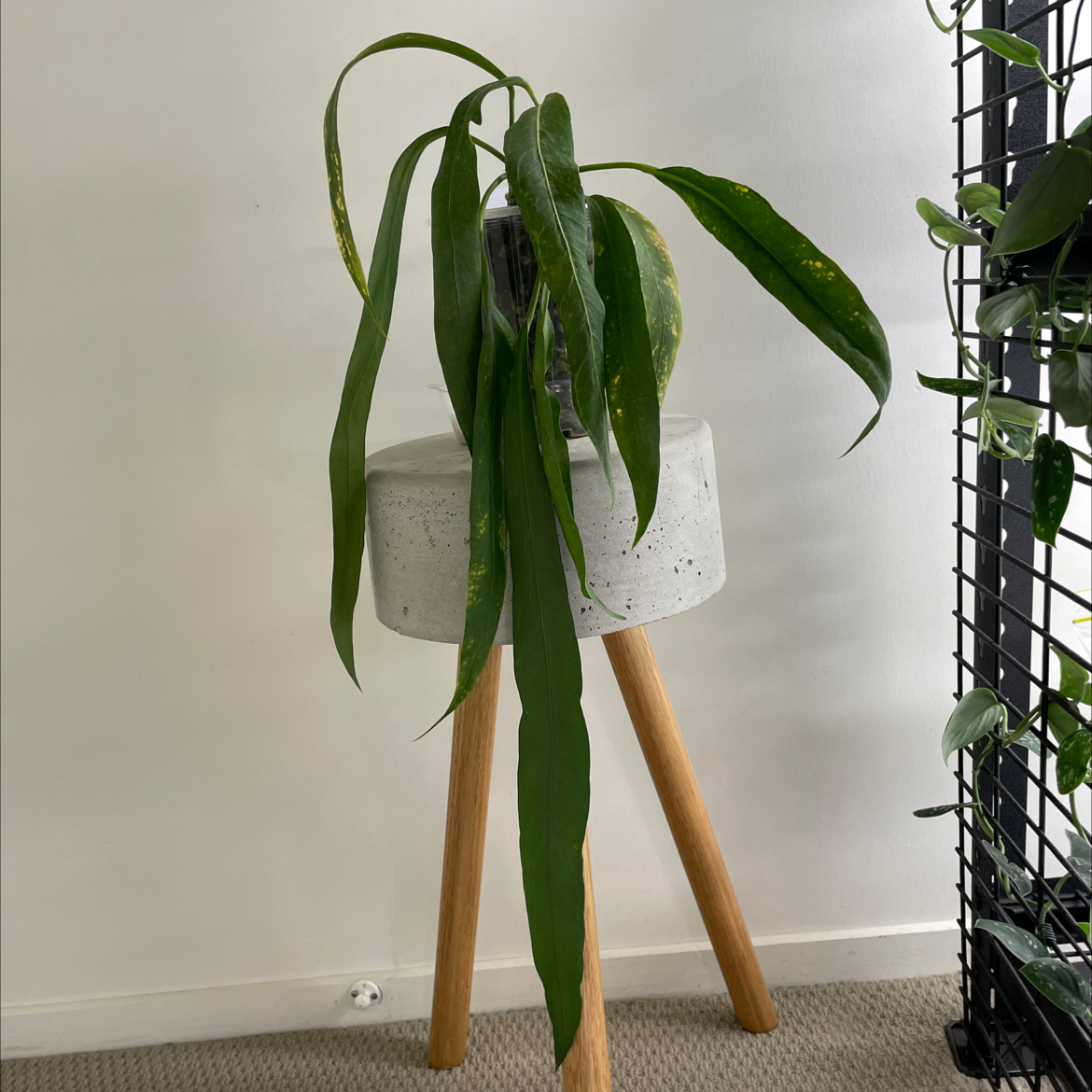 Anthurium vittariifolium plant with yellowing and browning leaves on a concrete stand.