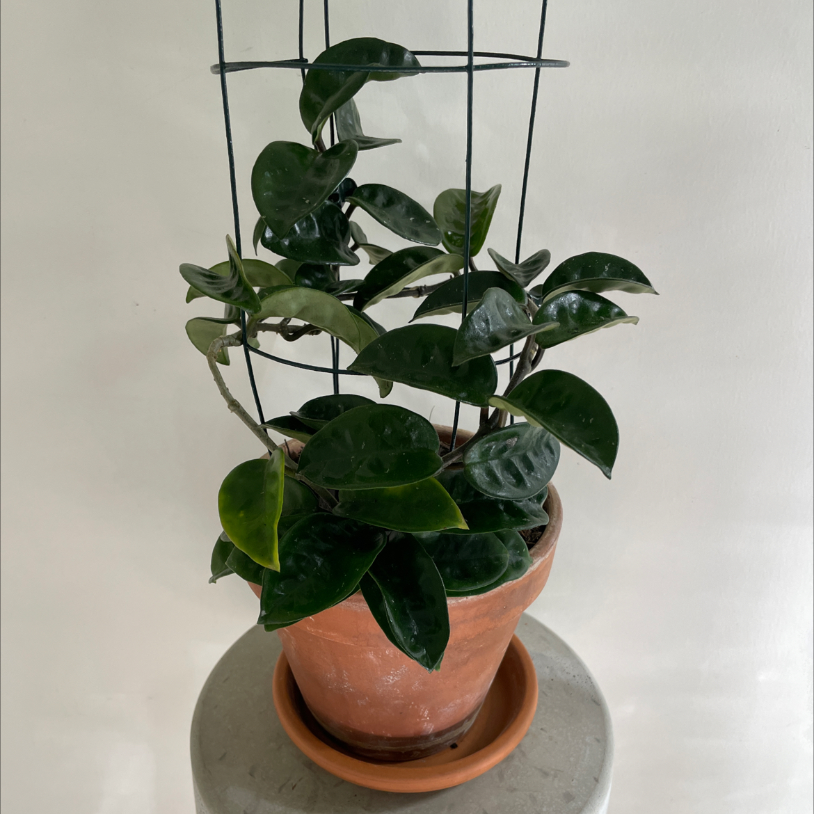 Hoya Carnosa Krinkle 8 plant in a terracotta pot with wire trellis, some yellowing leaves.