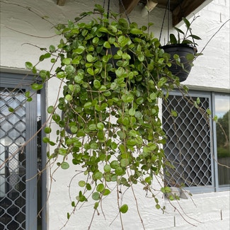 Hoya 'Mathilde' plant in Brisbane City, Queensland