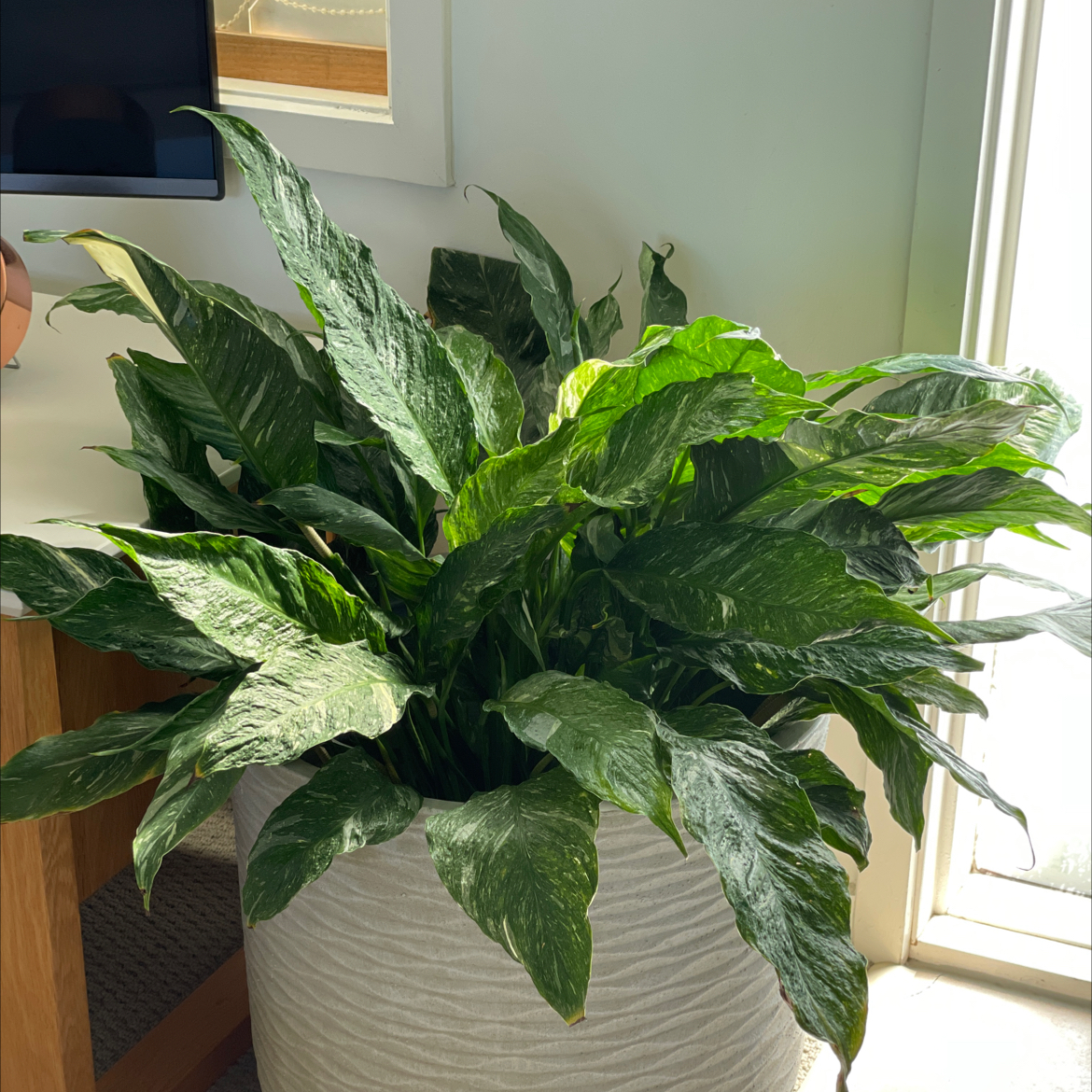 Variegated Peace Lily in a pot with vibrant green leaves and variegation.