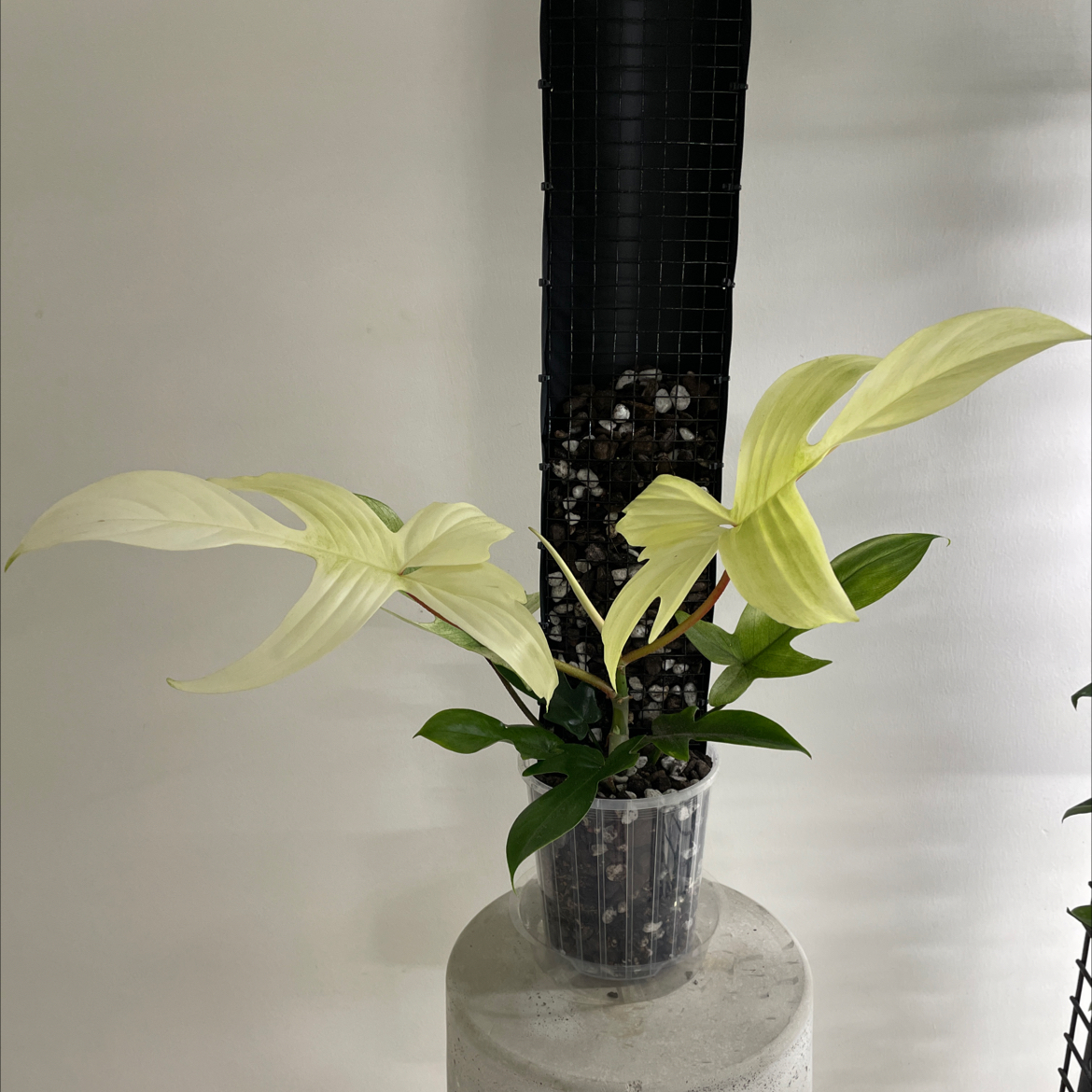 Philodendron 'Florida Ghost' plant with pale and green leaves in a clear pot with visible soil.