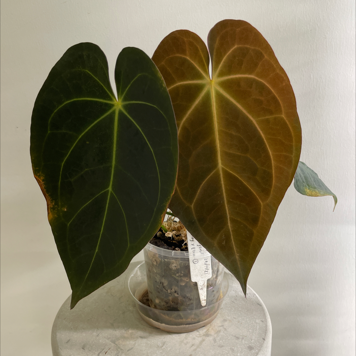 Anthurium magnificum plant with large green and brown leaves in a clear pot with visible soil.