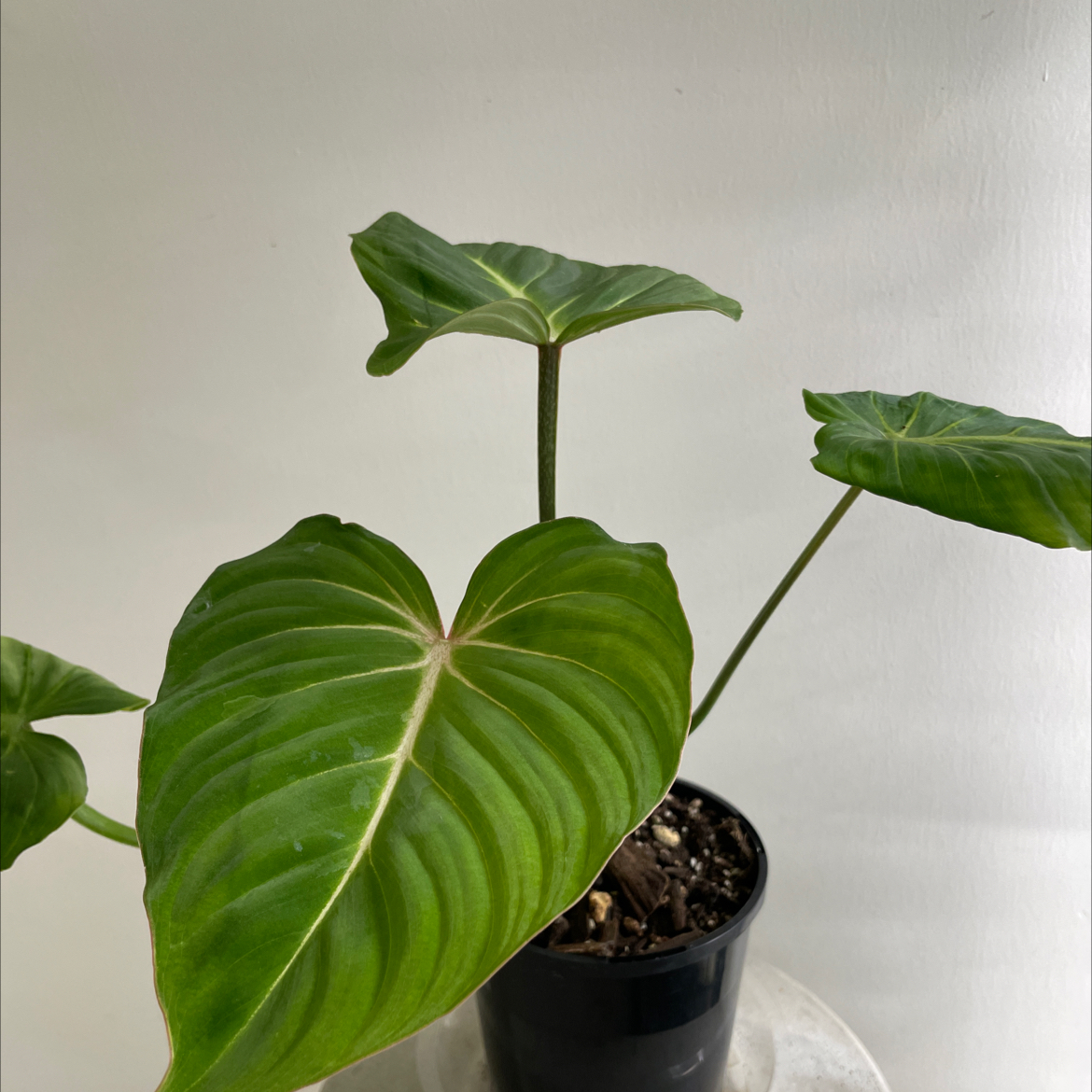 Philodendron gloriosum plant with large green leaves in a black pot.