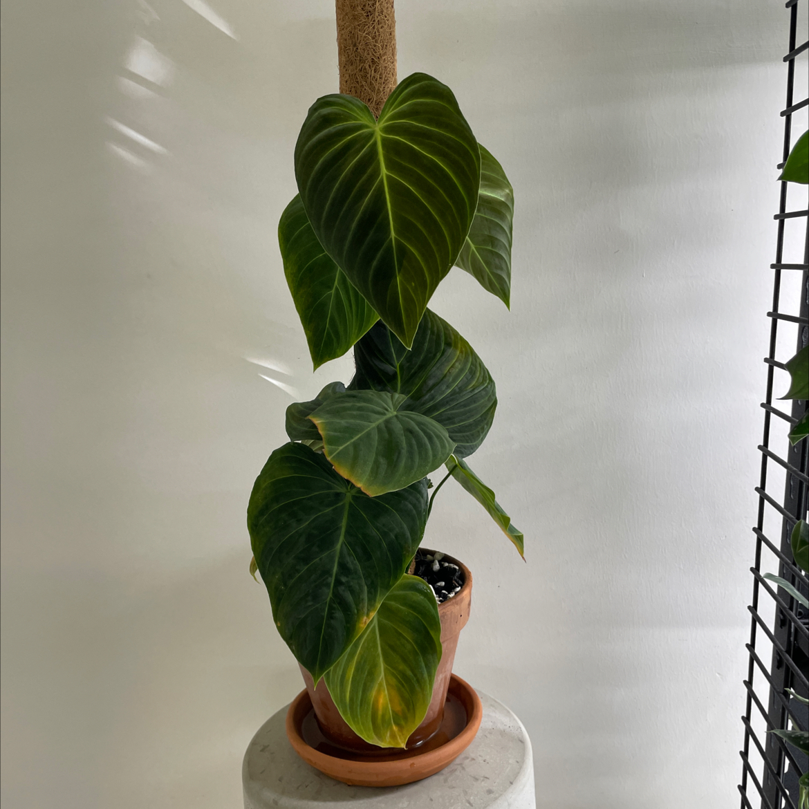 Philodendron melanochrysum x verrucosum plant with large, dark green leaves and some yellowing on lower leaves.