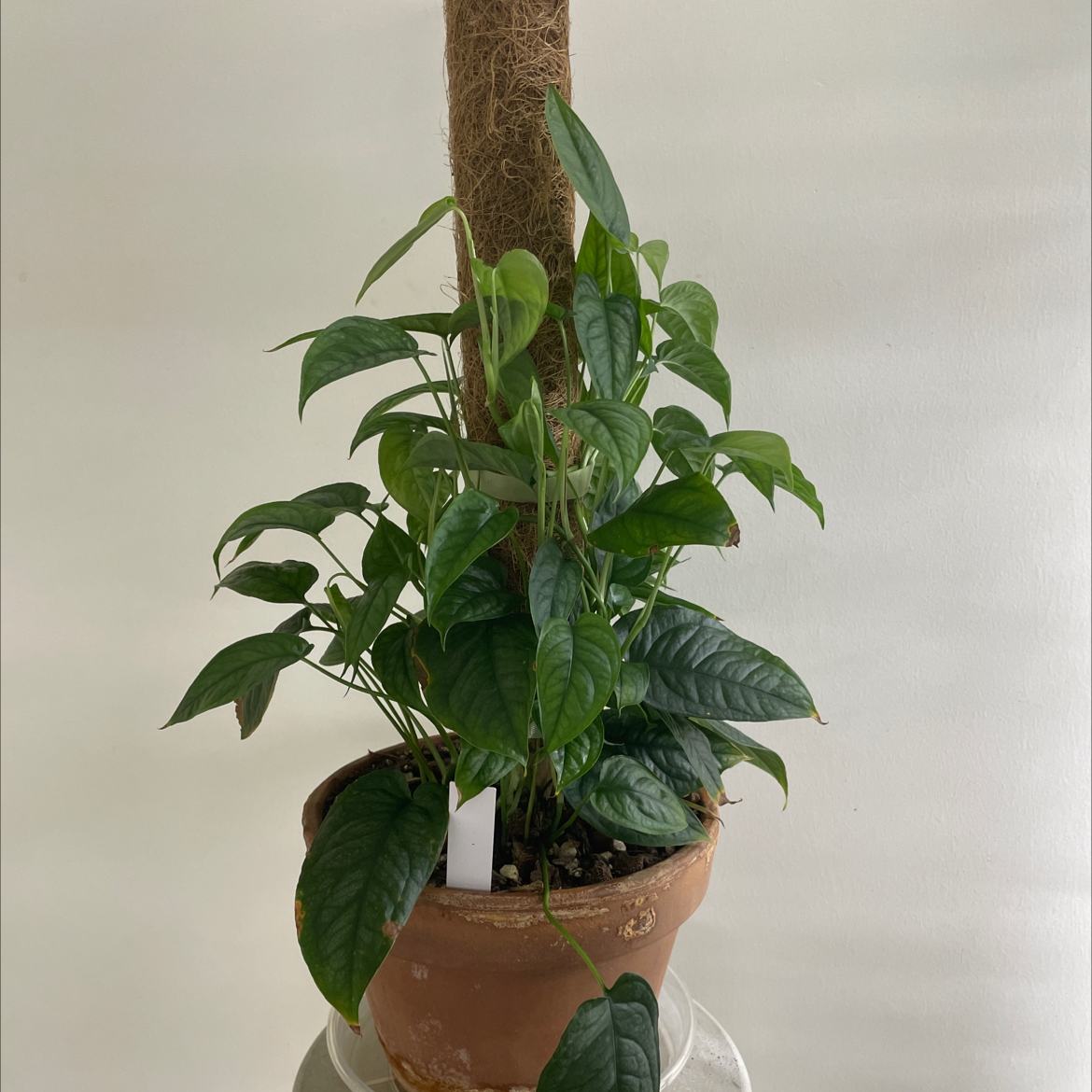 Potted Monstera siltepecanna plant supported by a moss pole with healthy green leaves.