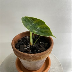 Red Mambo plant