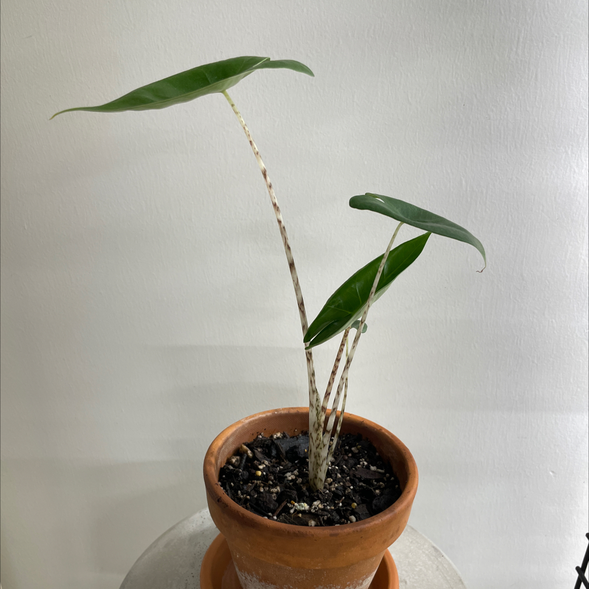 Photo of the plant species Zebra Elephant Ear by 👻 named Alocasia zebra on Greg, the plant care app