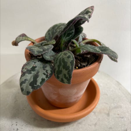 Photo of the plant species Frosted Jade Asian Violet by @Gordo named Asian violet on Greg, the plant care app
