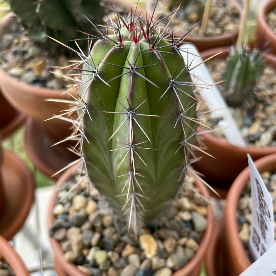 Polaskia chichipe cactus in a pot with rocky soil, healthy and well-centered.