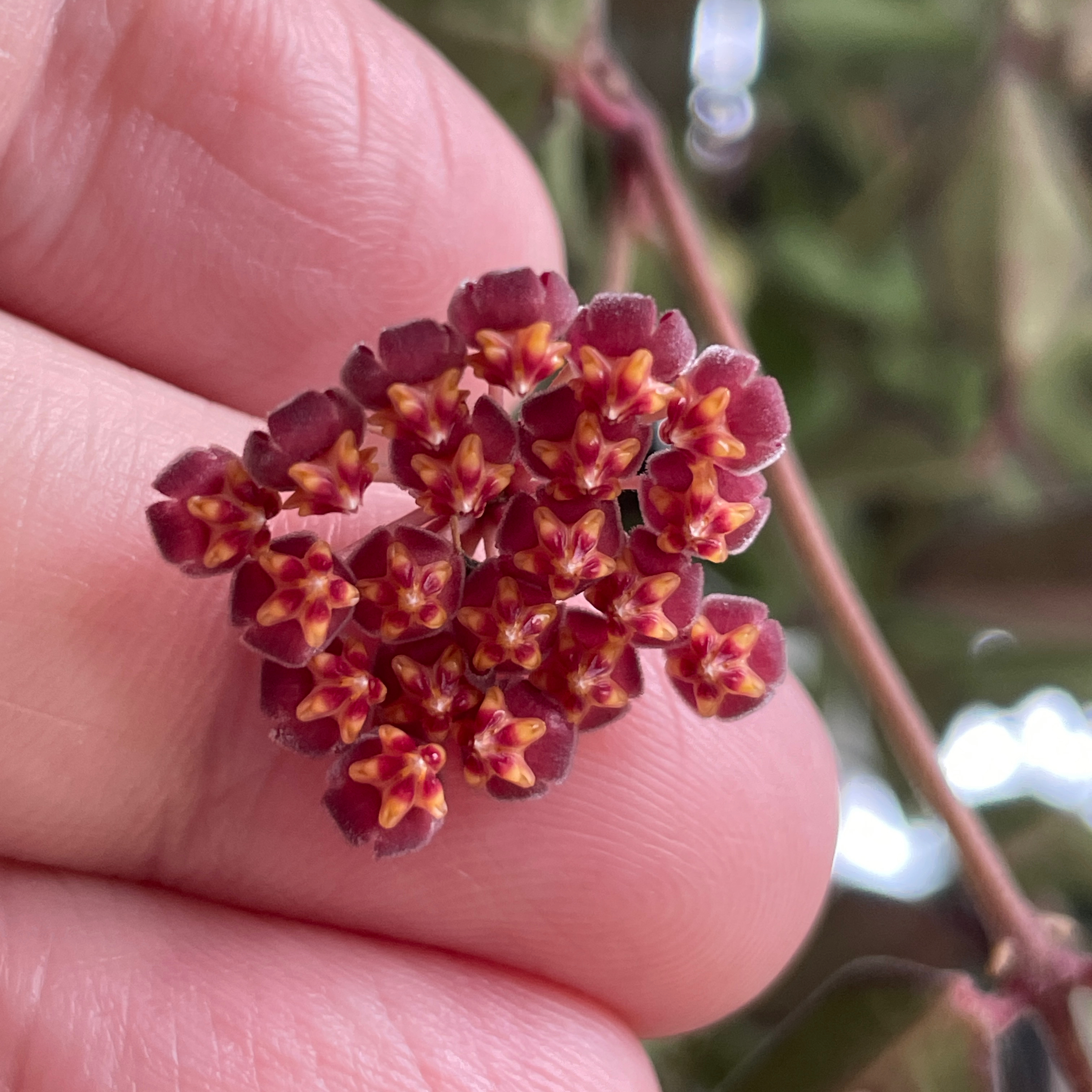 Close-up of a Hoya 'Burtoniae' flower cluster held by a hand.