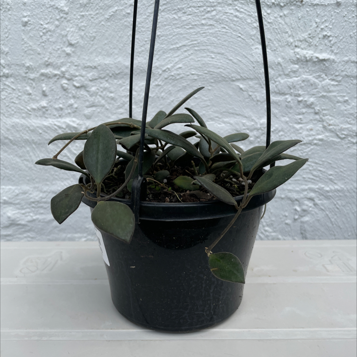 Hoya 'Burtoniae' plant in a hanging pot with healthy green leaves.