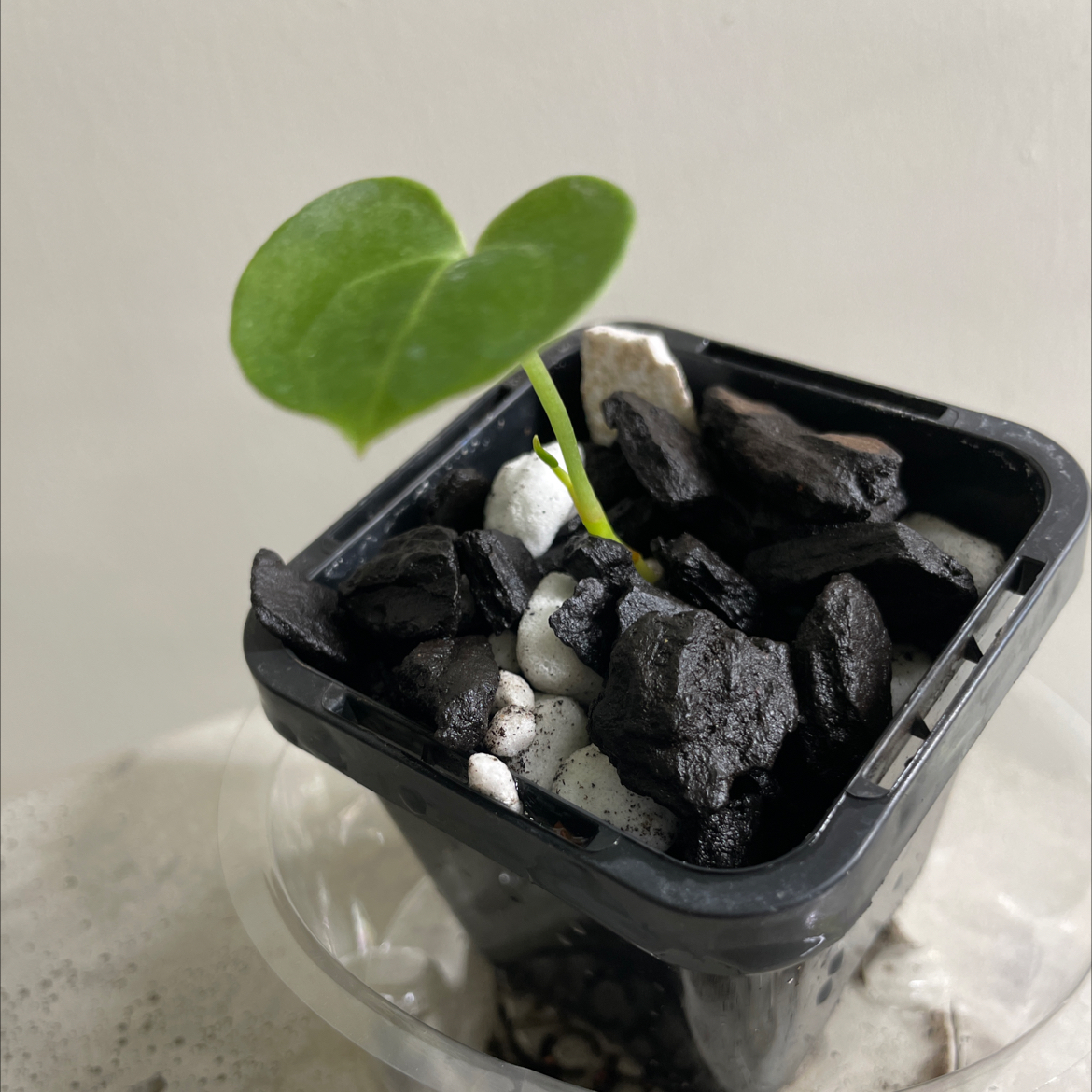 Young Velvet Cardboard Anthurium plant in a small black pot with a single green leaf.