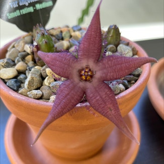 starfish flower plant in Brisbane City, Queensland