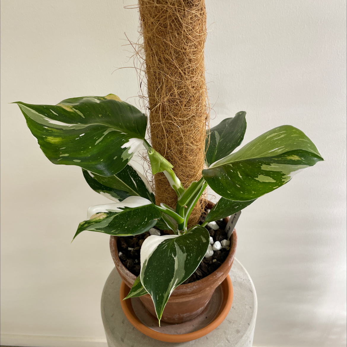 Philodendron 'White Wizard' plant in a pot with a support pole, showing healthy variegated leaves.