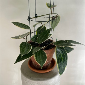 Hoya Latifolia plant in Brisbane City, Queensland