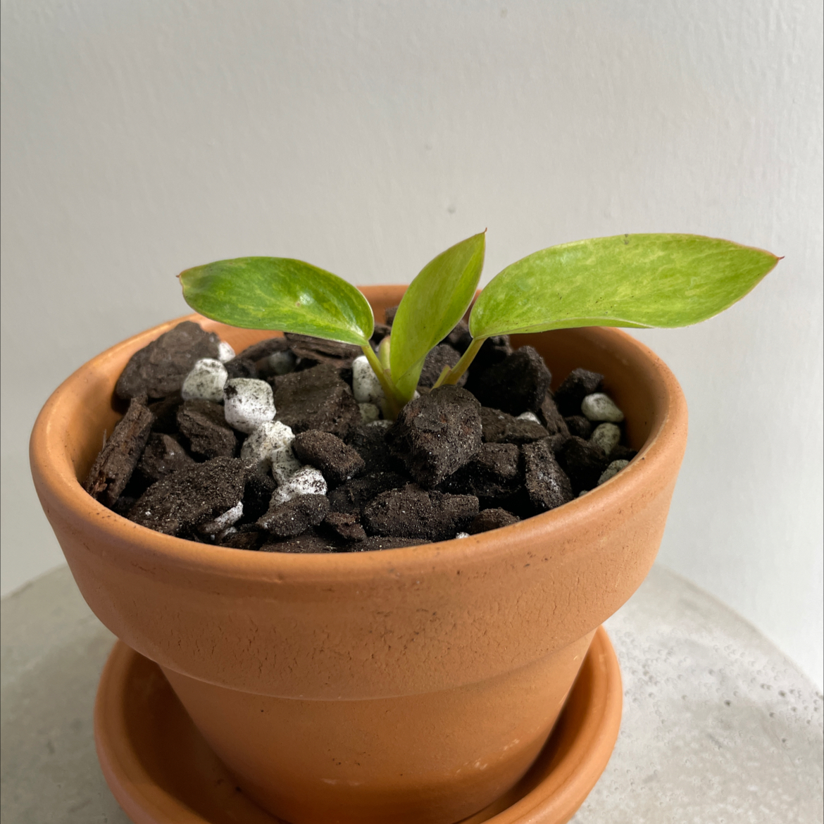 Philodendron 'Painted Lady' plant in a terracotta pot with visible soil and healthy green leaves.