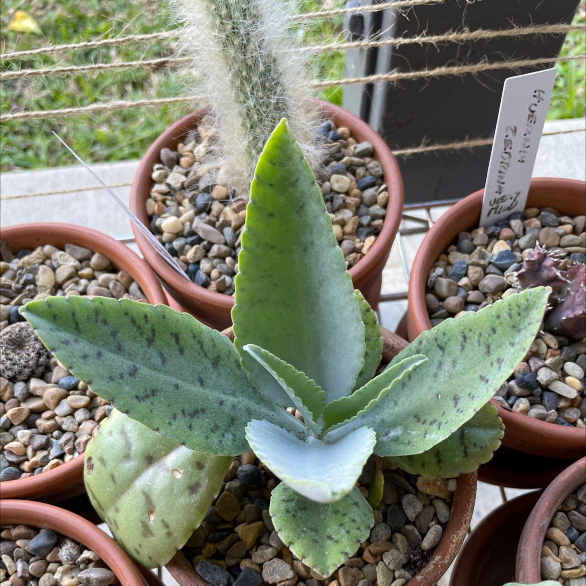 Penwiper Plant in a pot with black spots on leaves, surrounded by other potted plants.