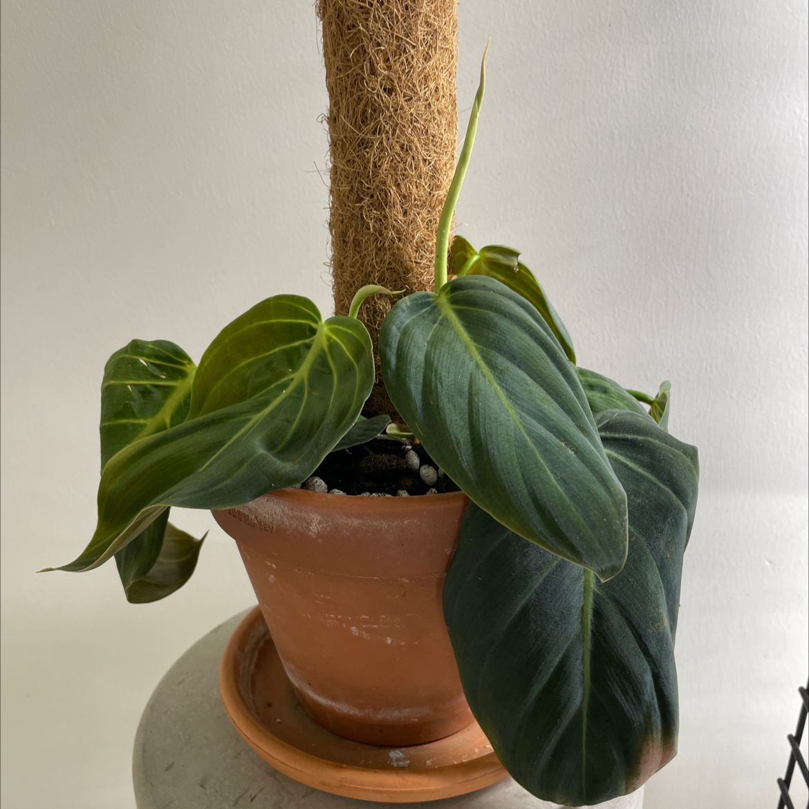 Plant care for Tropical Foliage on Greg, the plant care app