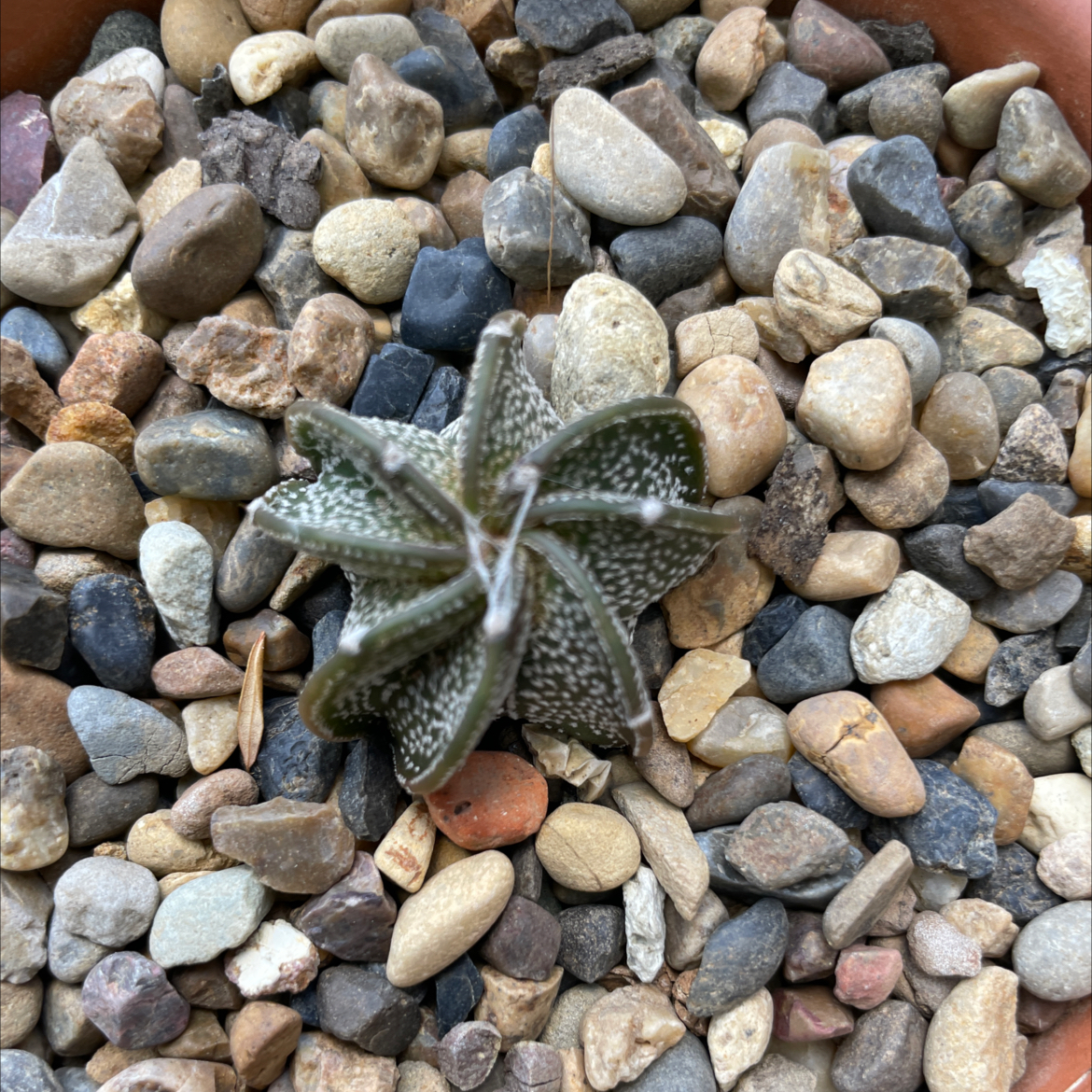 Goat's Horn Cactus surrounded by pebbles, appears healthy.