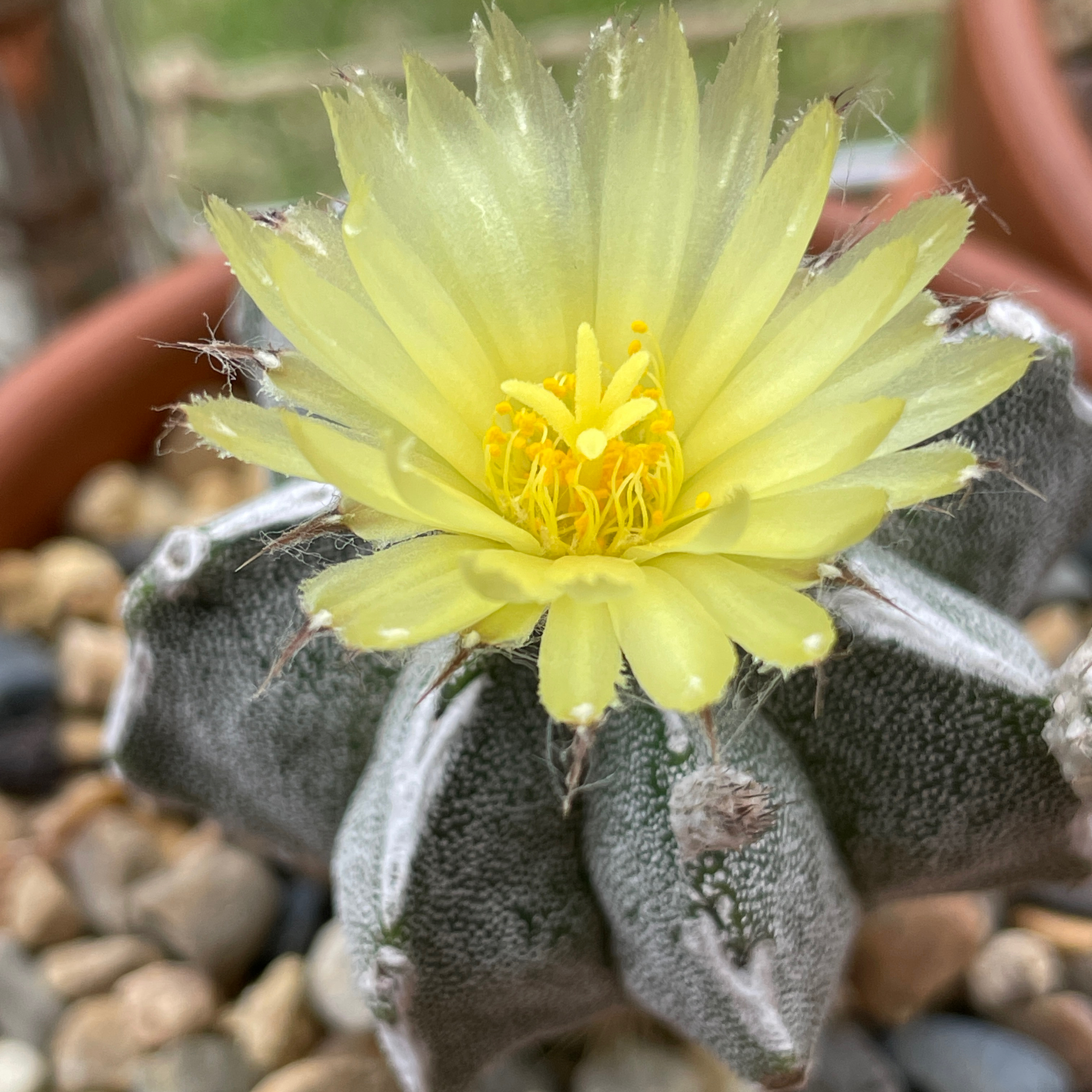 Bishop's Cap Cactus with a yellow flower, healthy and well-framed.