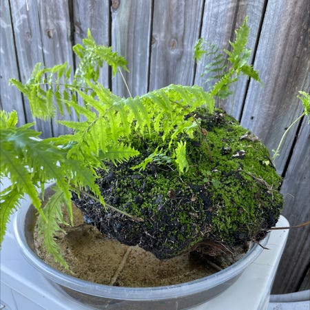 Photo of the plant species Fern by @Gordo named Fern on Greg, the plant care app