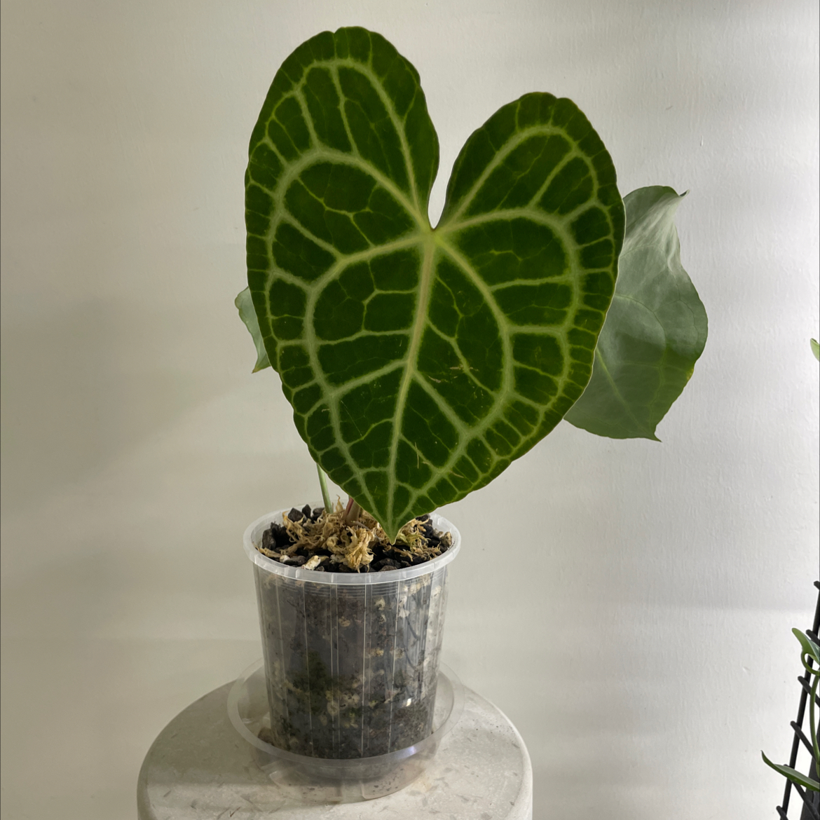 Velvet Cardboard Anthurium plant in a clear plastic pot with vibrant green leaves.