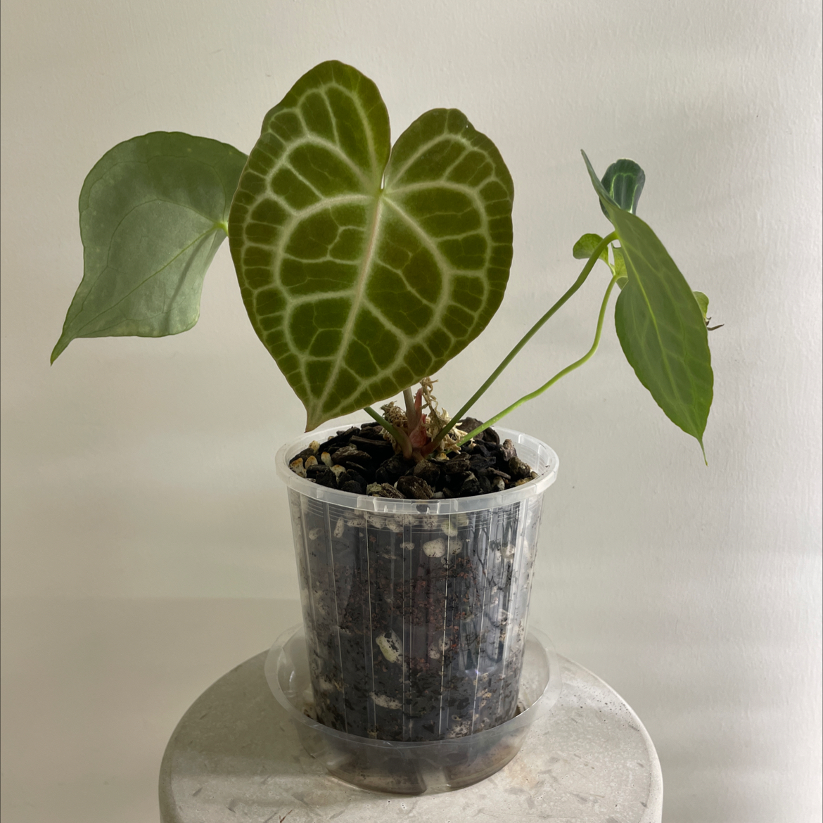 Velvet Cardboard Anthurium plant in a clear plastic pot with visible soil.