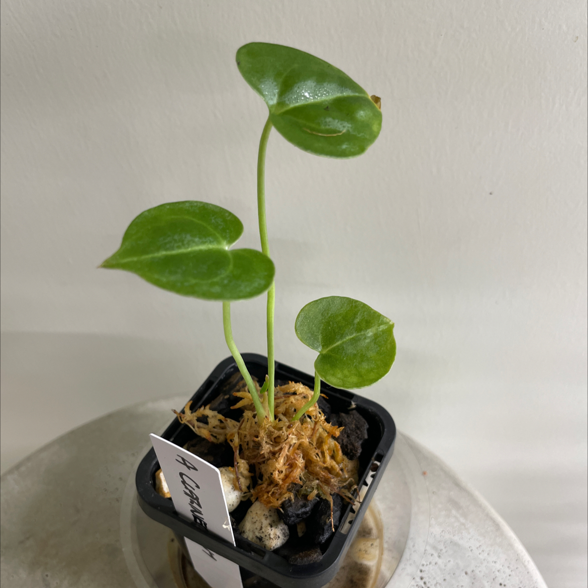 Velvet Cardboard Anthurium plant in a small black pot with three green leaves.