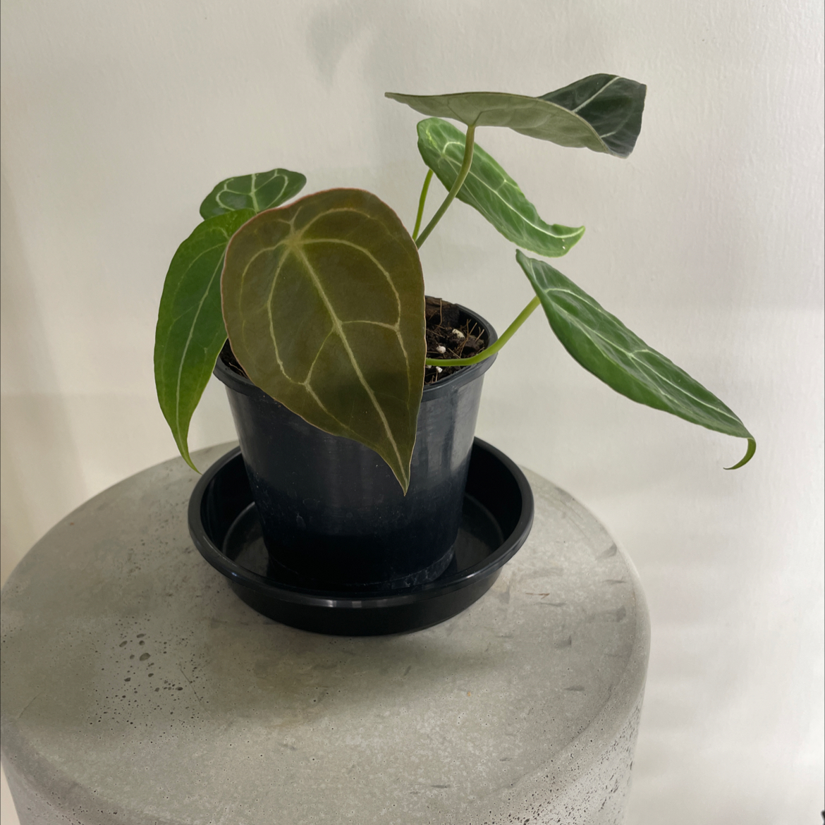 Potted Anthurium forgetii plant with some leaf discoloration on a concrete surface.