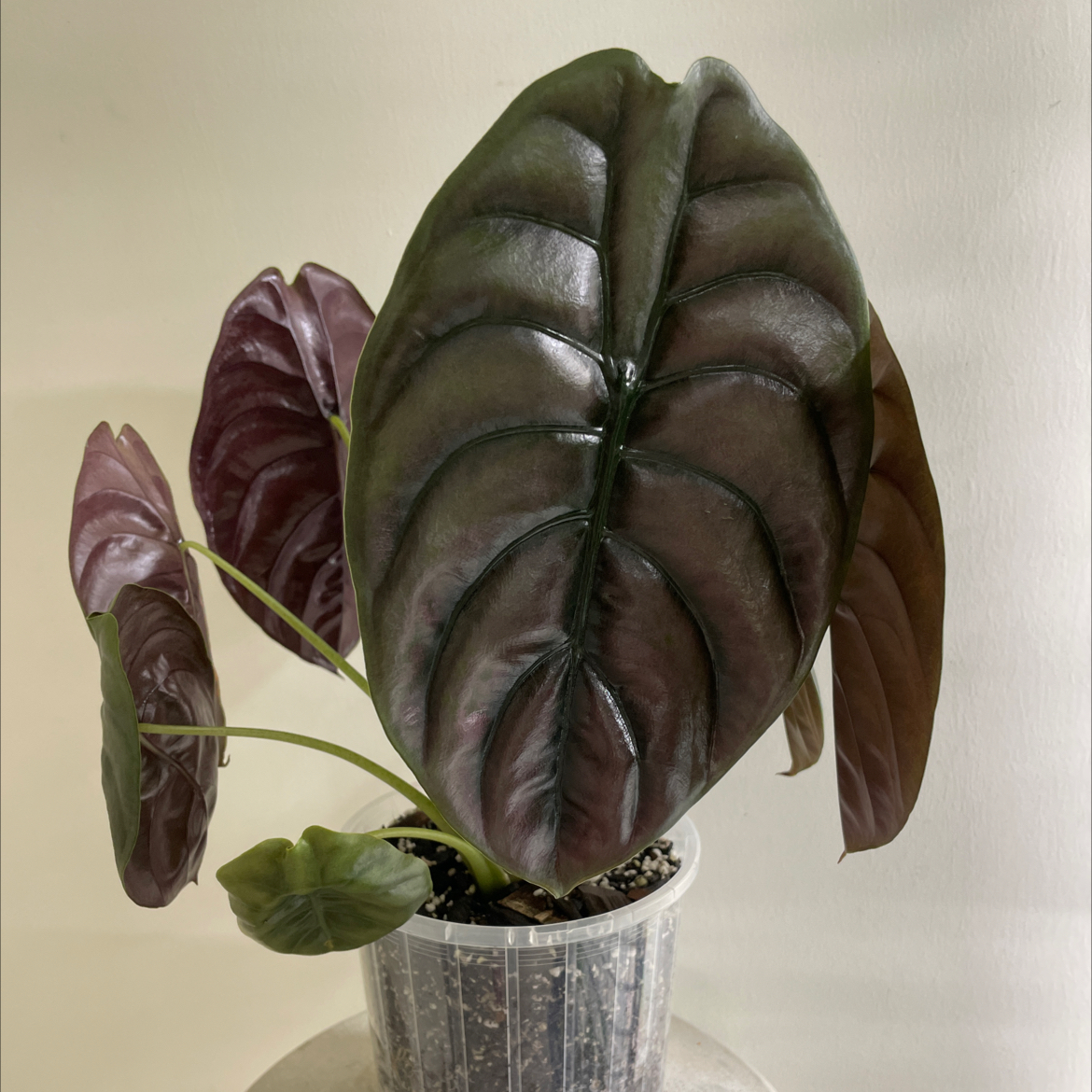Alocasia ‘Red Secret’ plant with dark, glossy leaves in a clear plastic pot.