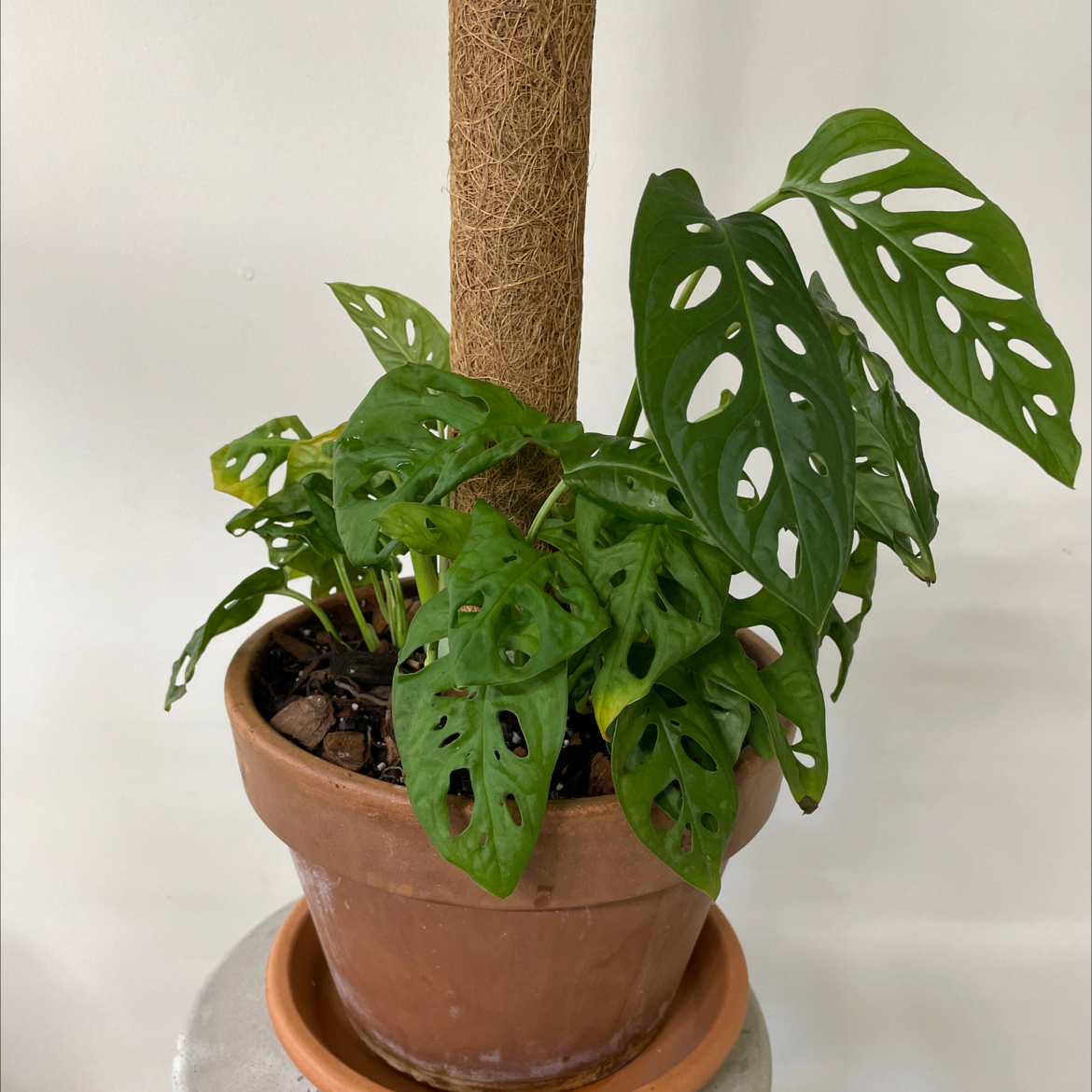 Photo of the plant species Swiss Cheese Vine by 👻 named Monstera adansonii on Greg, the plant care app