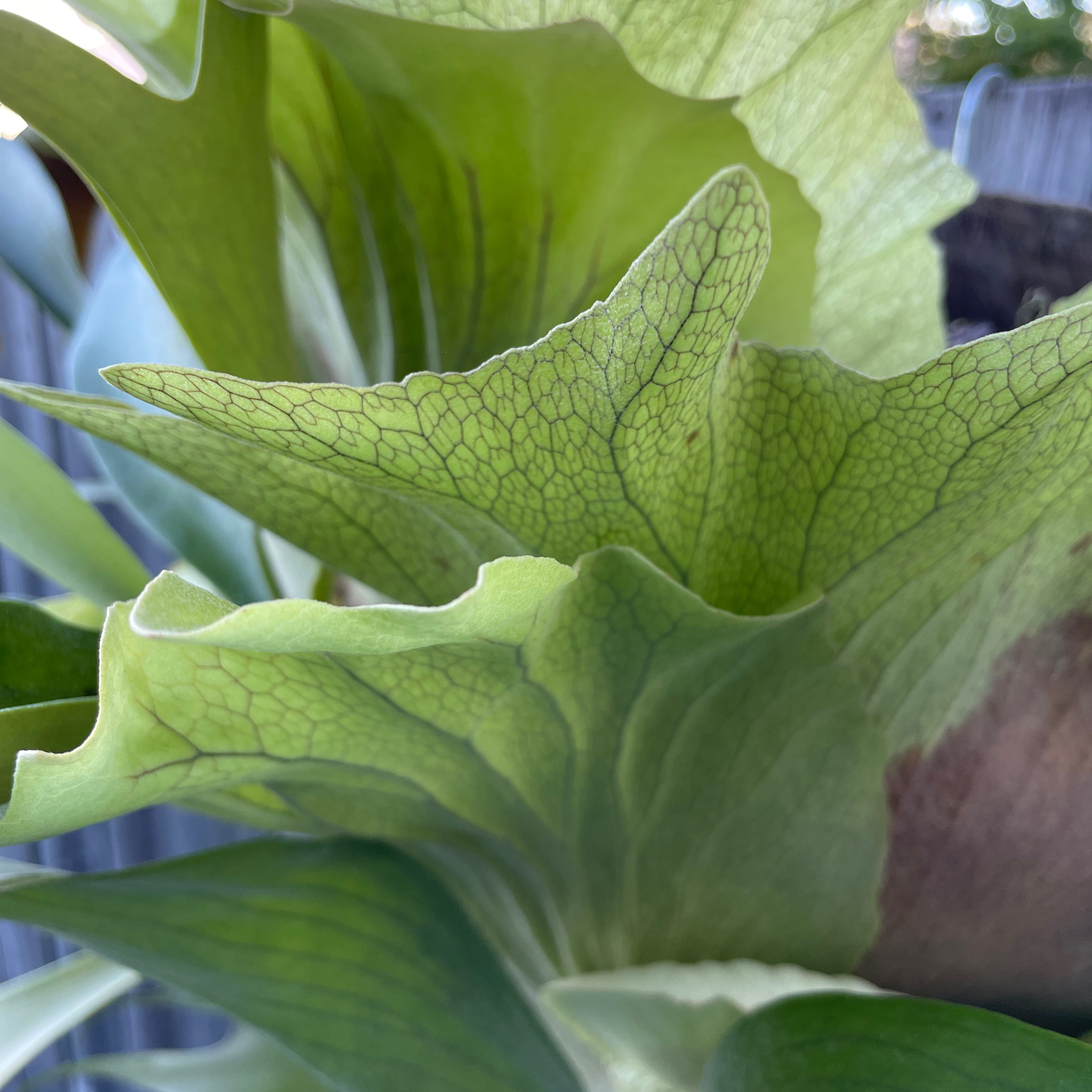Photo of the plant species Elkhorn Fern by 👻 named Platycerium bifurcatum on Greg, the plant care app