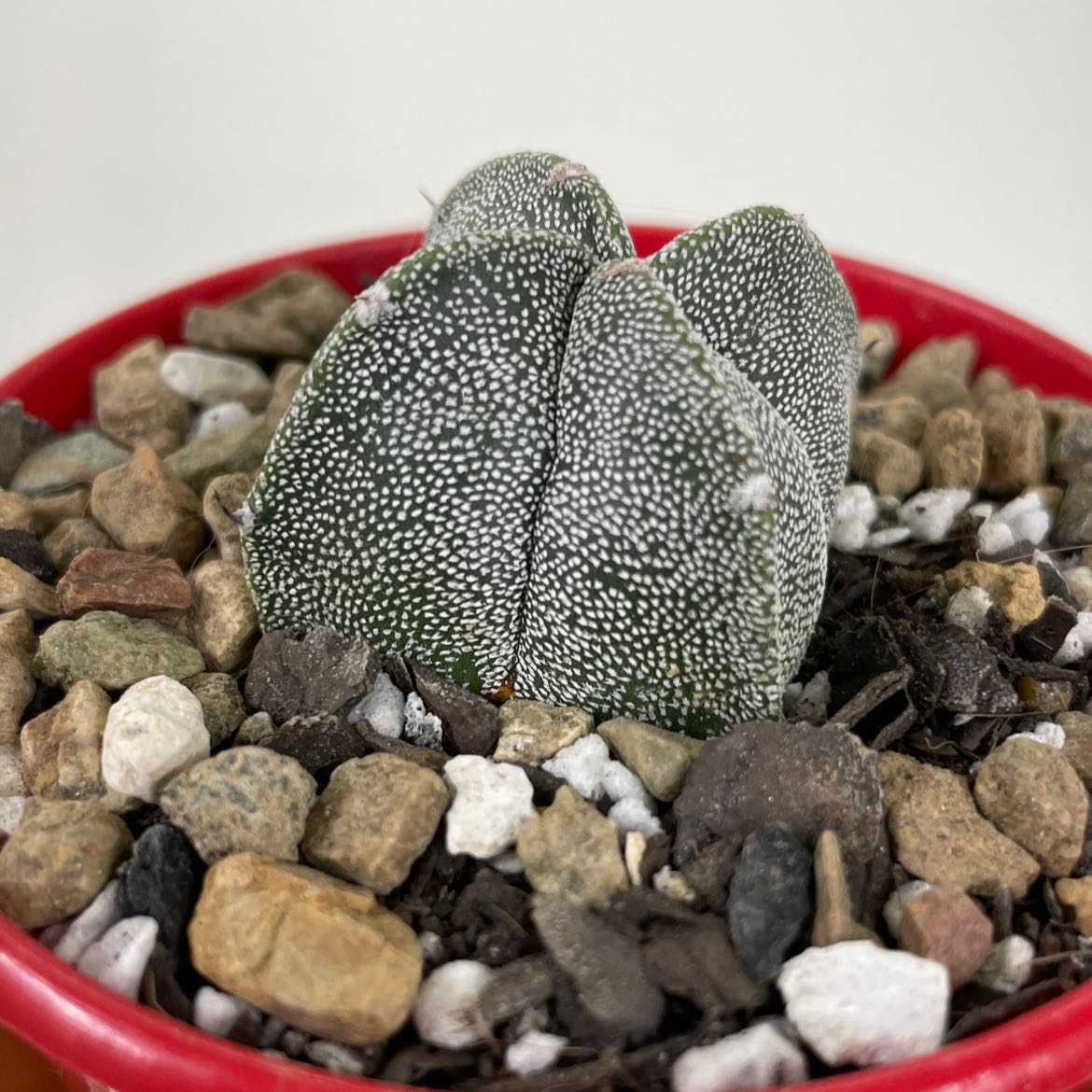 Bishop's Cap Cactus in a red pot with rocky soil, appears healthy.