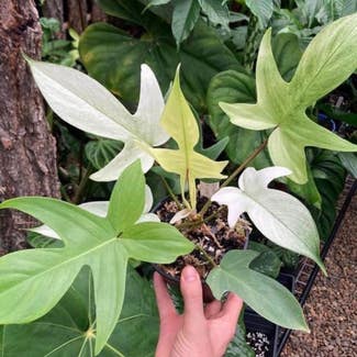Philodendron 'Florida Ghost' plant in Brisbane City, Queensland