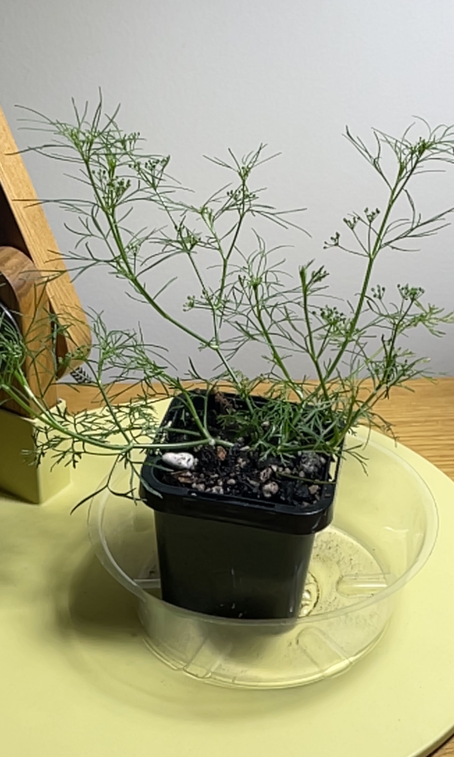 Potted Dill plant with green, feathery leaves in a black pot on a saucer.