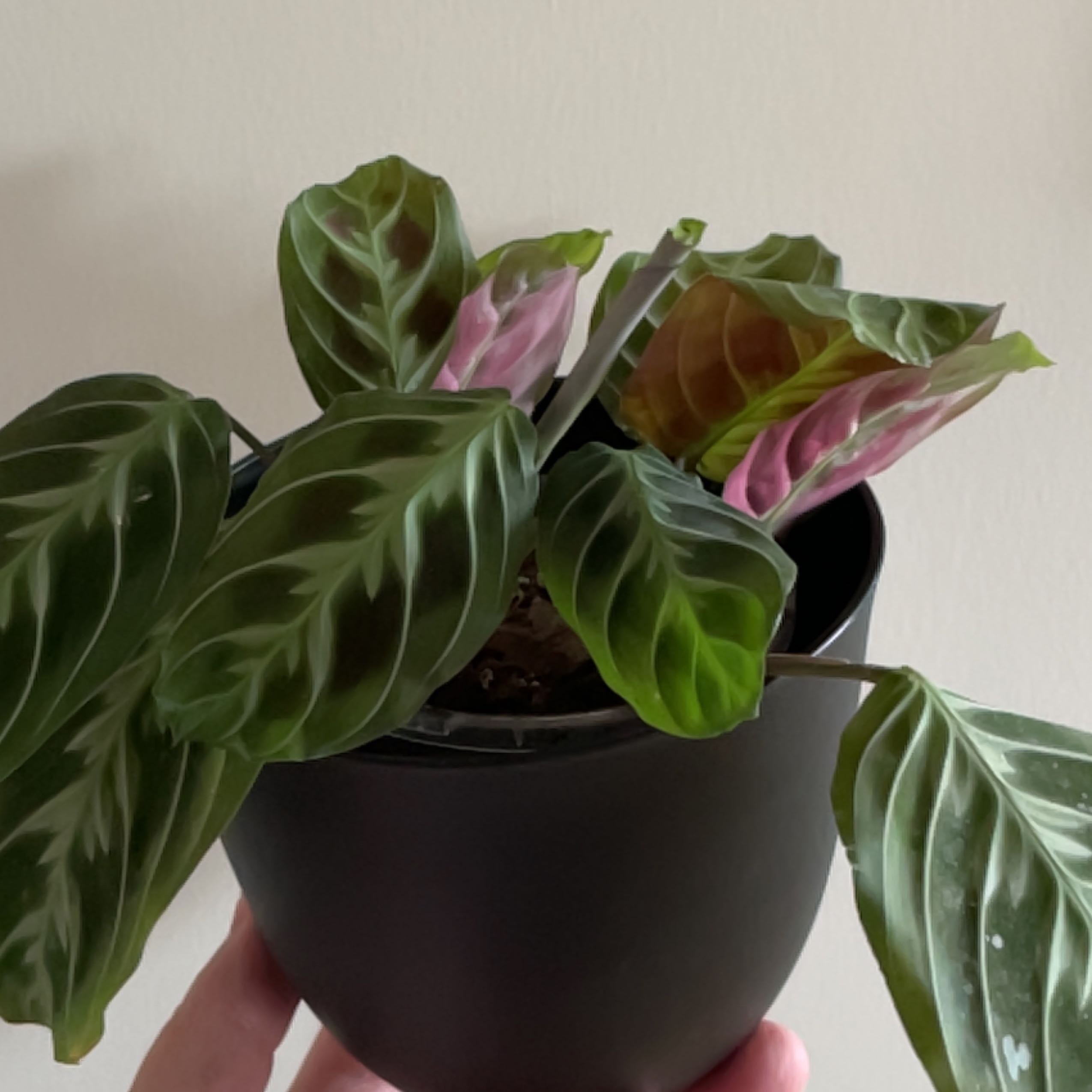 Plant care for Calathea 'Checkered Kennedy' on Greg, the plant care app