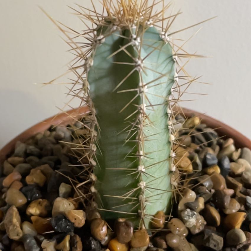 Columnar Cactus in a pot with pebbles, appears healthy and well-framed.