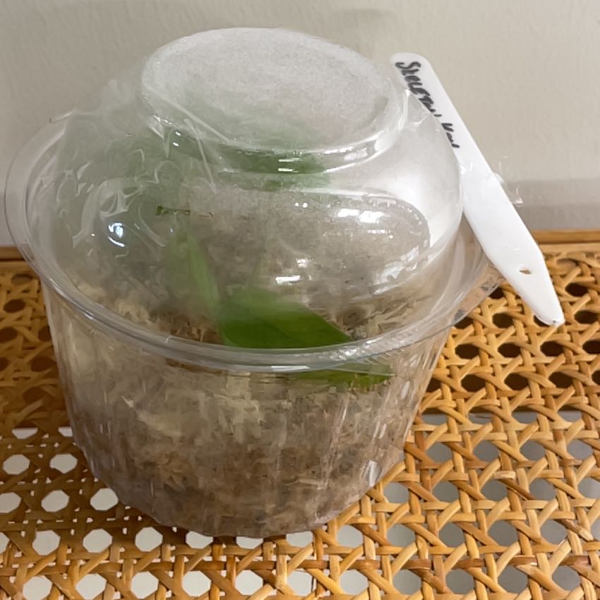 Skeleton Key Pothos plant in a transparent plastic container with a label.