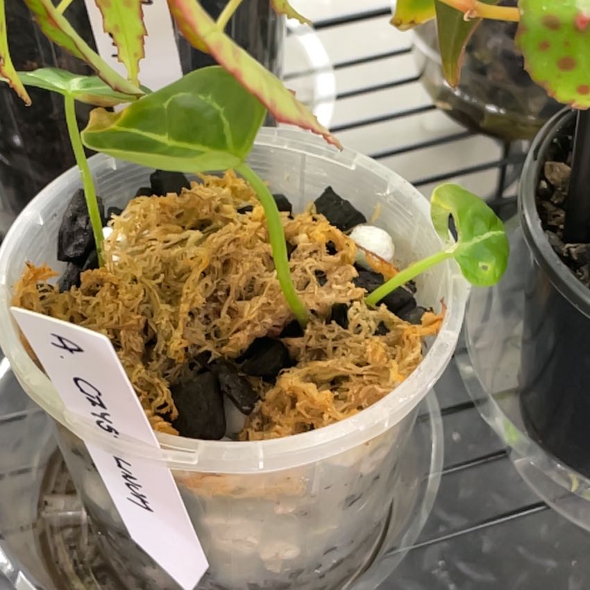 Velvet Cardboard Anthurium plant in a transparent container with moss and other substrates.