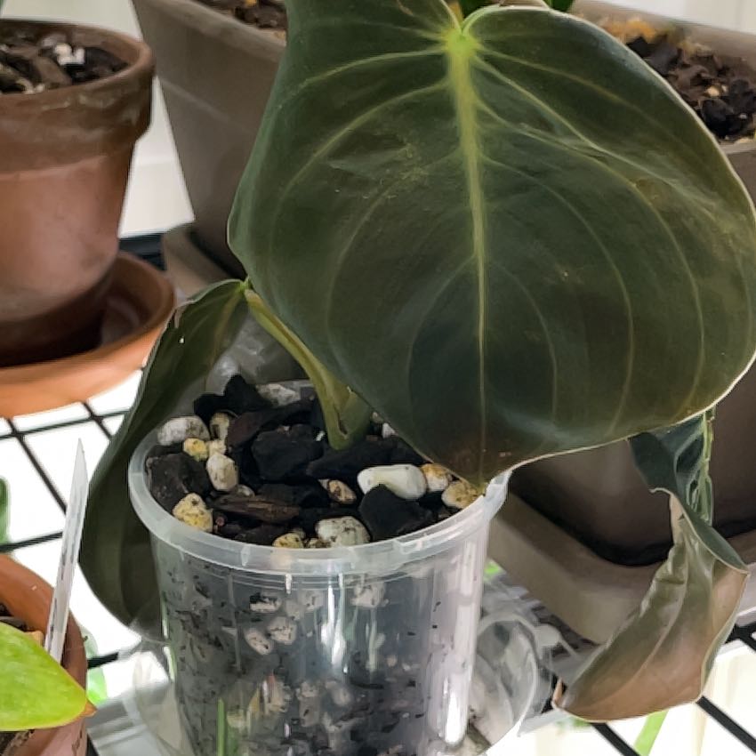 Philodendron gigas plant in a clear plastic pot with visible soil and pebbles. Leaves show some browning.