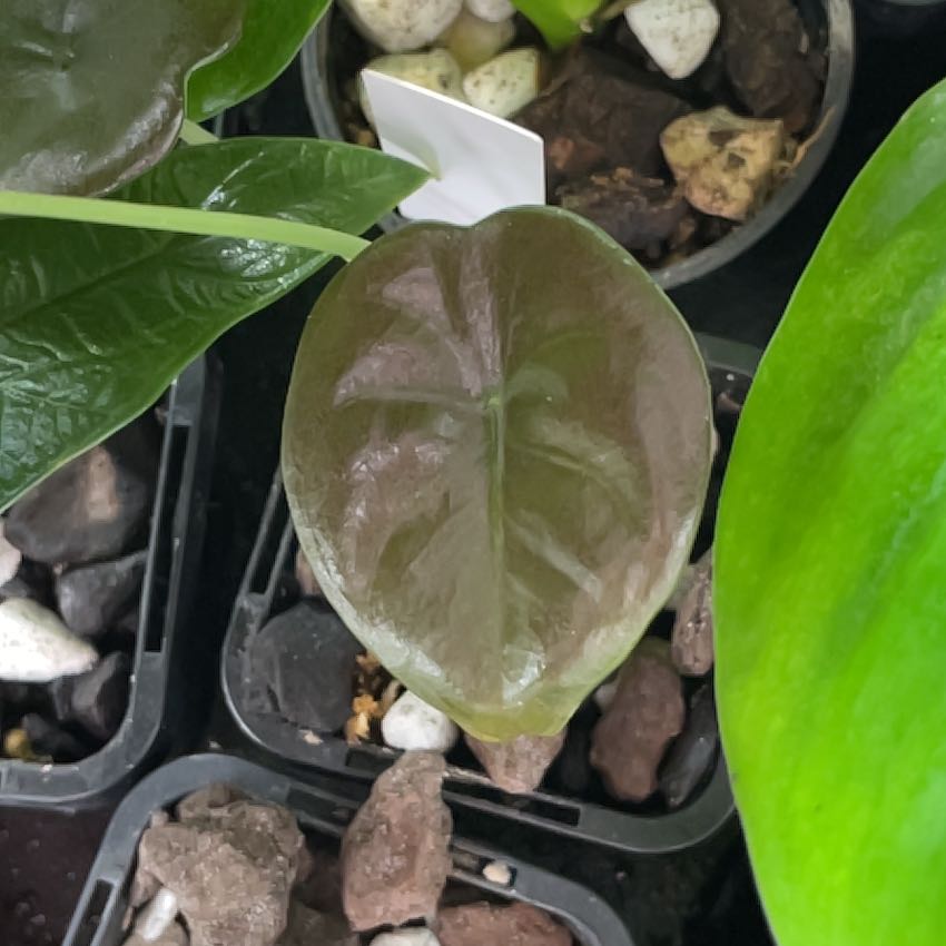 Image of a Red Mambo plant with glossy, dark green leaves in a pot with visible soil.