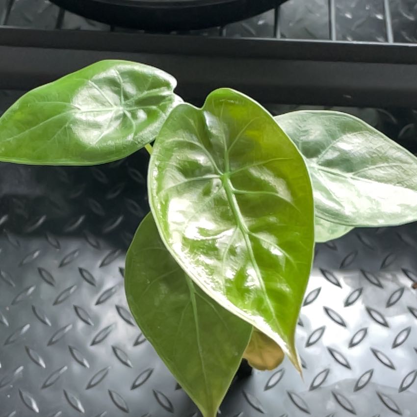 New Guinea Shield plant with glossy, heart-shaped leaves, appearing healthy.