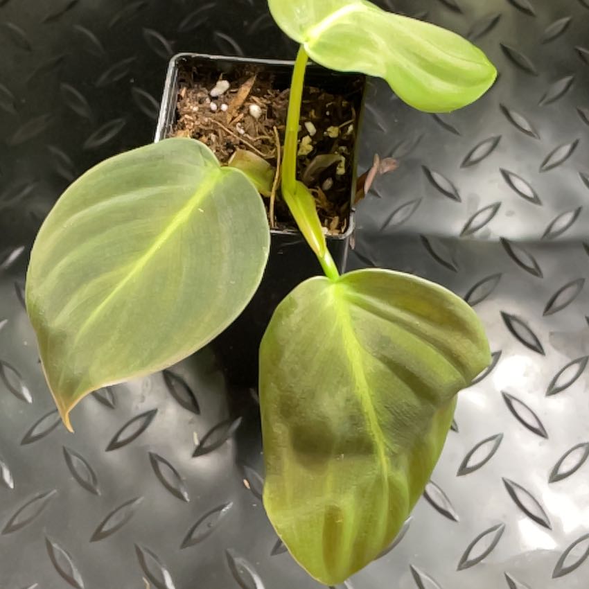 Philodendron gigas plant in a small pot with healthy leaves.